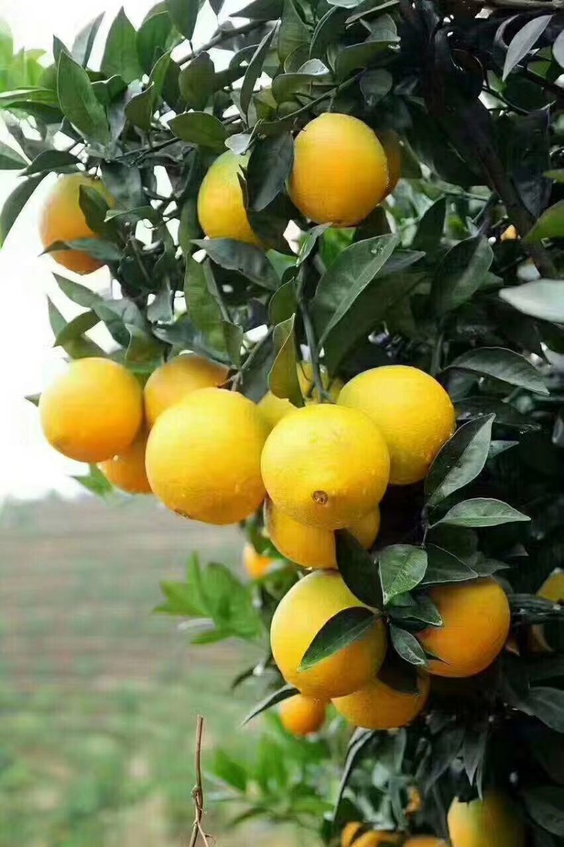 脐橙