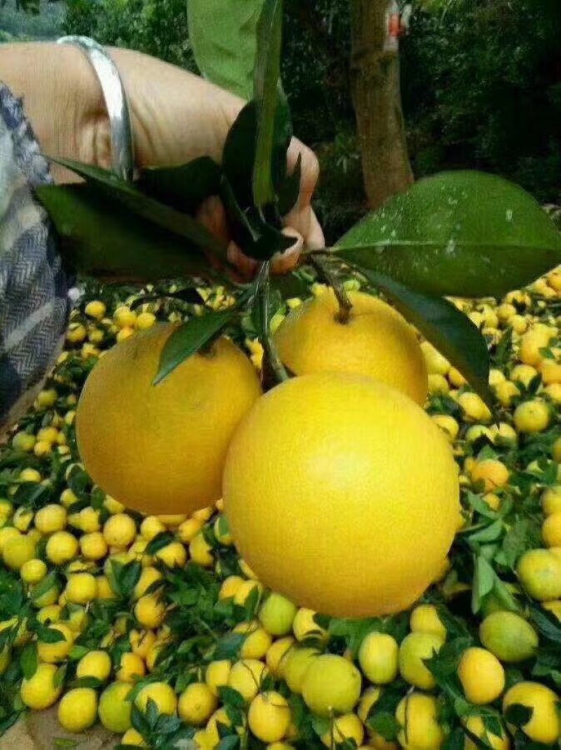 脐橙