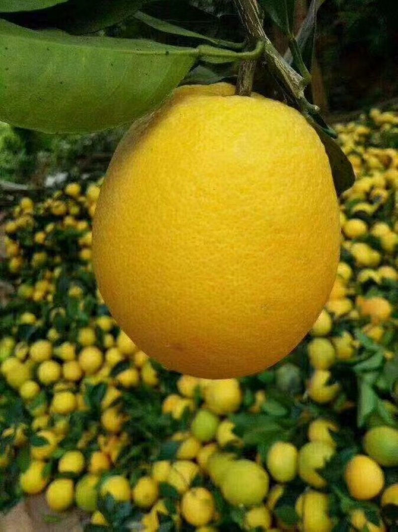 脐橙