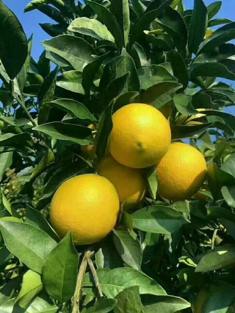 脐橙