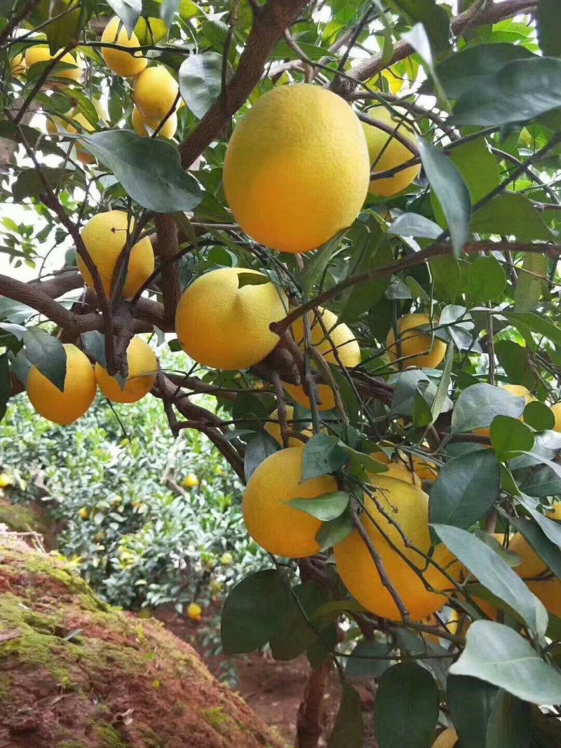 脐橙