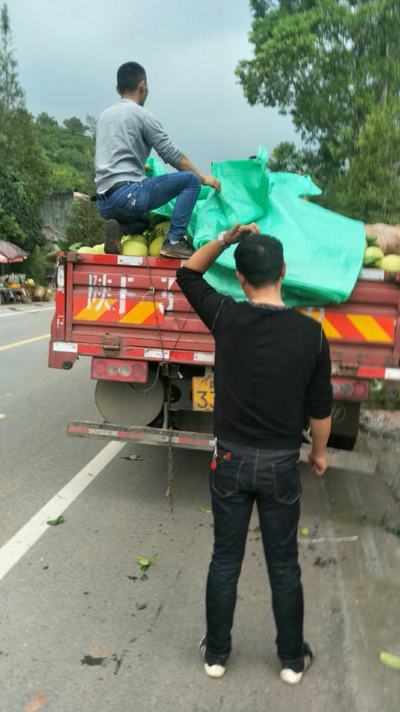 红心柚