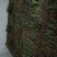 猎苓种子，干猎苓，白芨种子