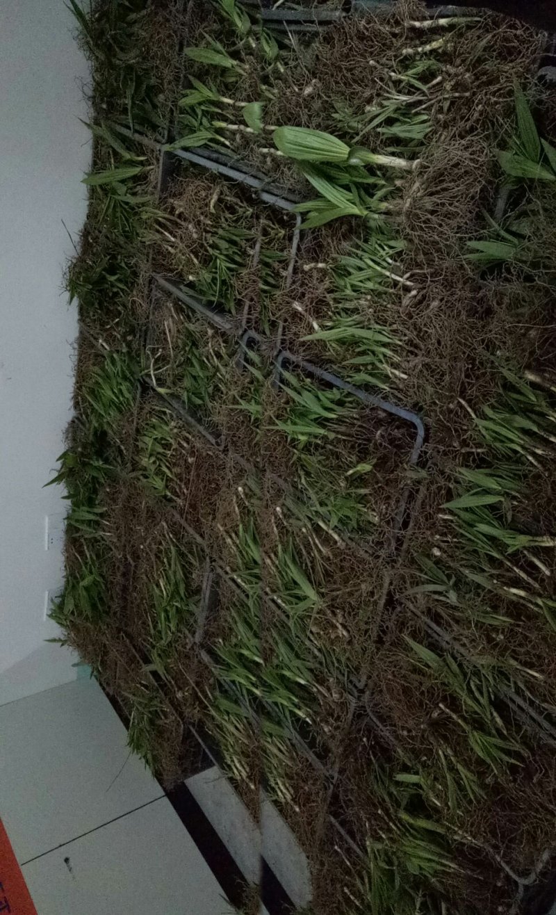 猎苓种子，干猎苓，白芨种子