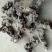 猎苓种子，干猎苓，白芨种子
