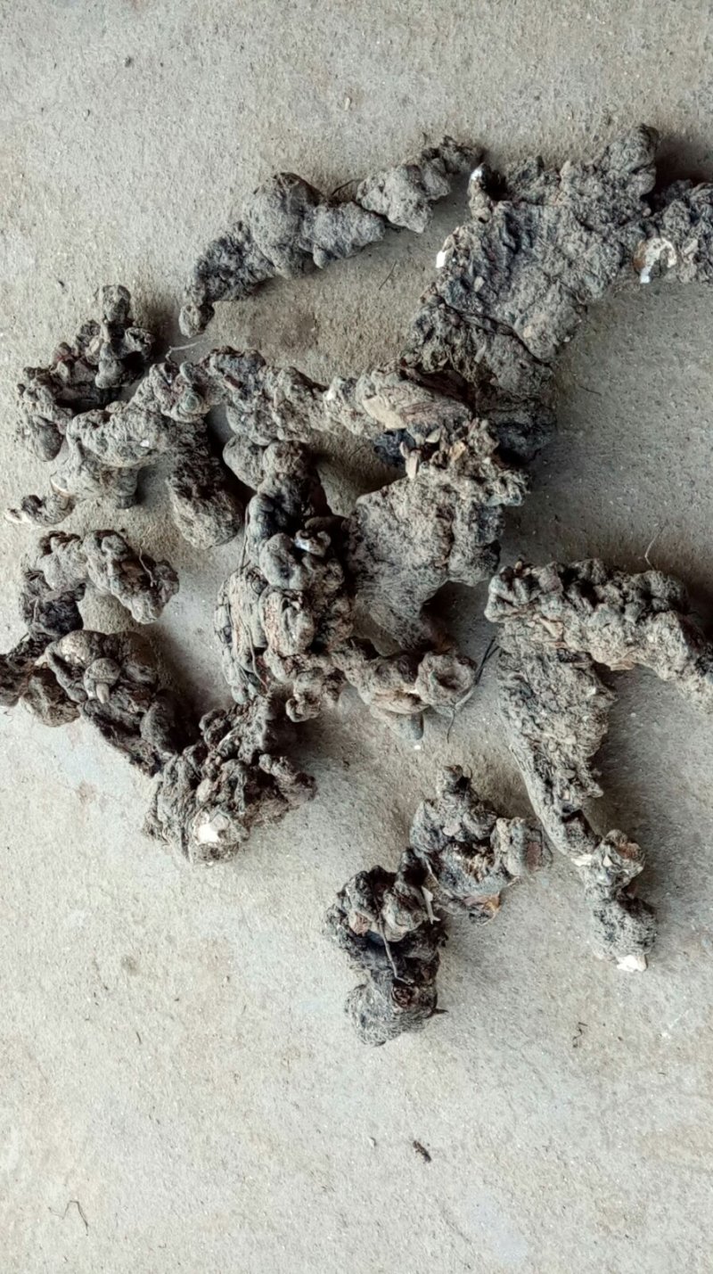 猎苓种子，干猎苓，白芨种子