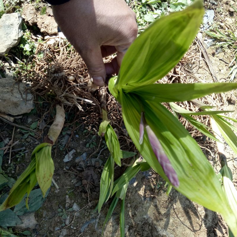 猎苓种子，干猎苓，白芨种子