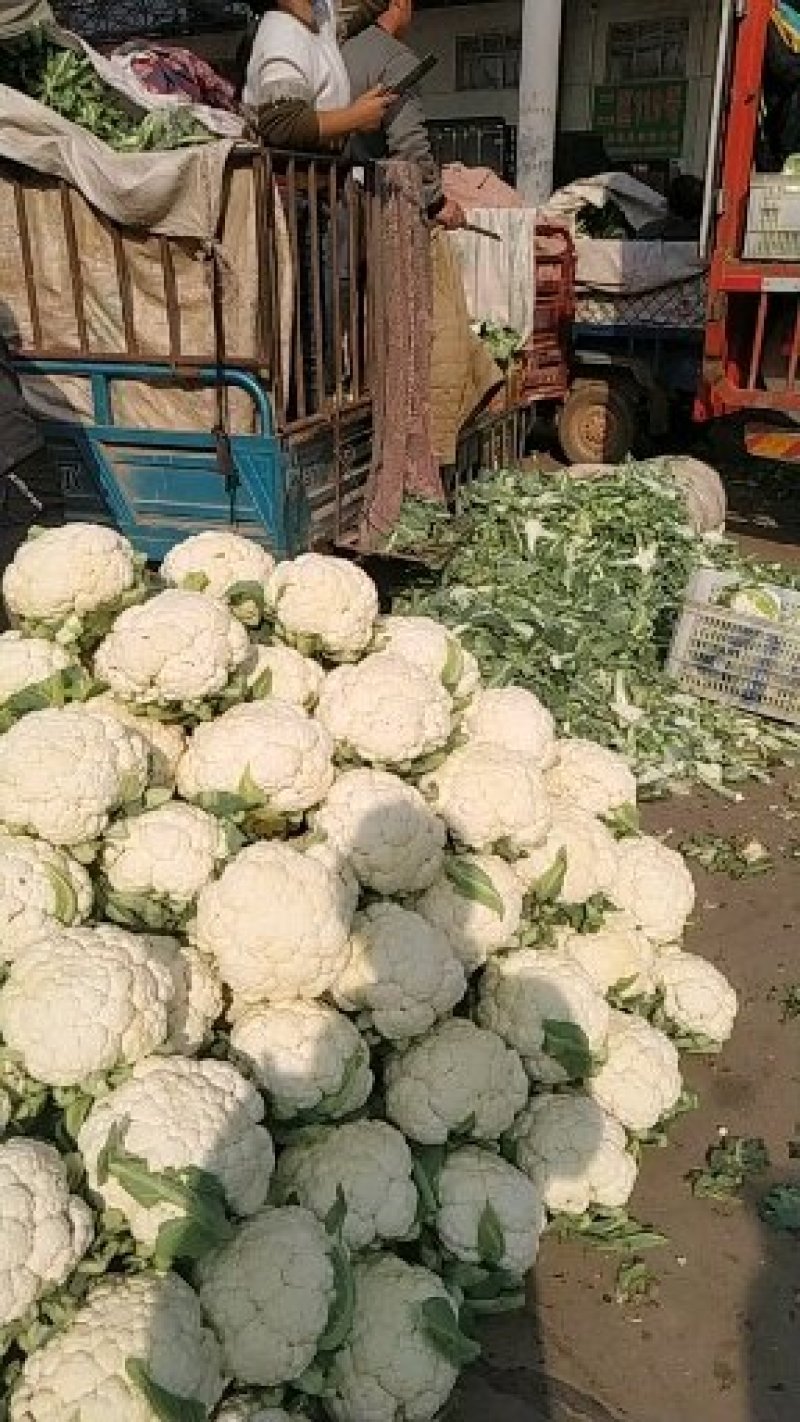 菜花有机花