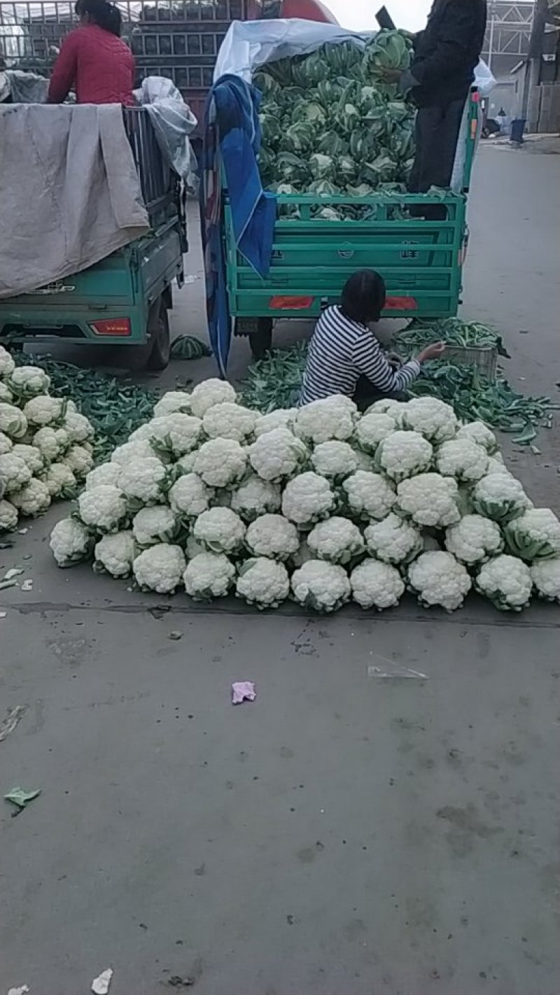 菜花有机花
