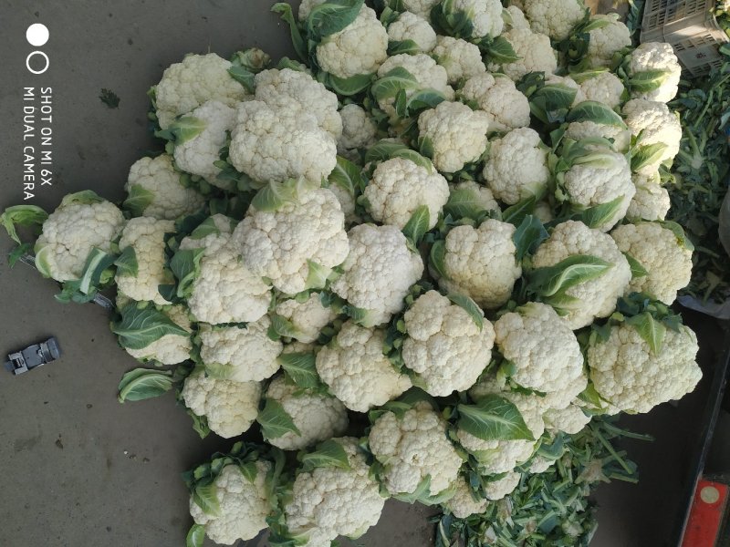 菜花有机花