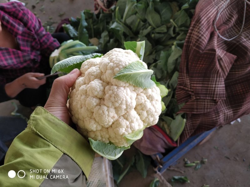 大量白菜花质量优质颜色白个头小