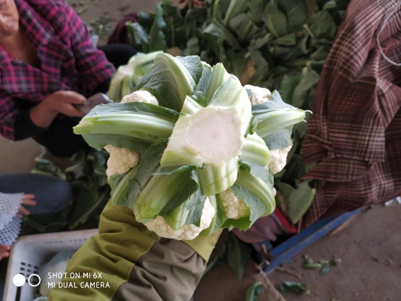 大量白菜花质量优质颜色白个头小