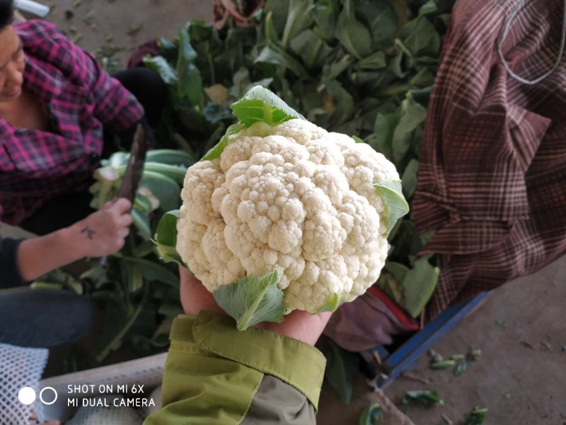 大量白菜花质量优质颜色白个头小