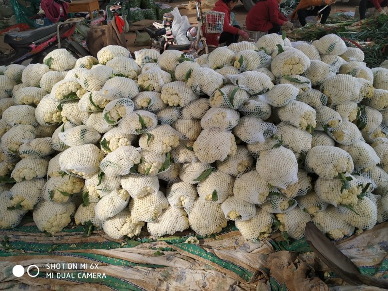 大量白菜花质量优质颜色白个头小