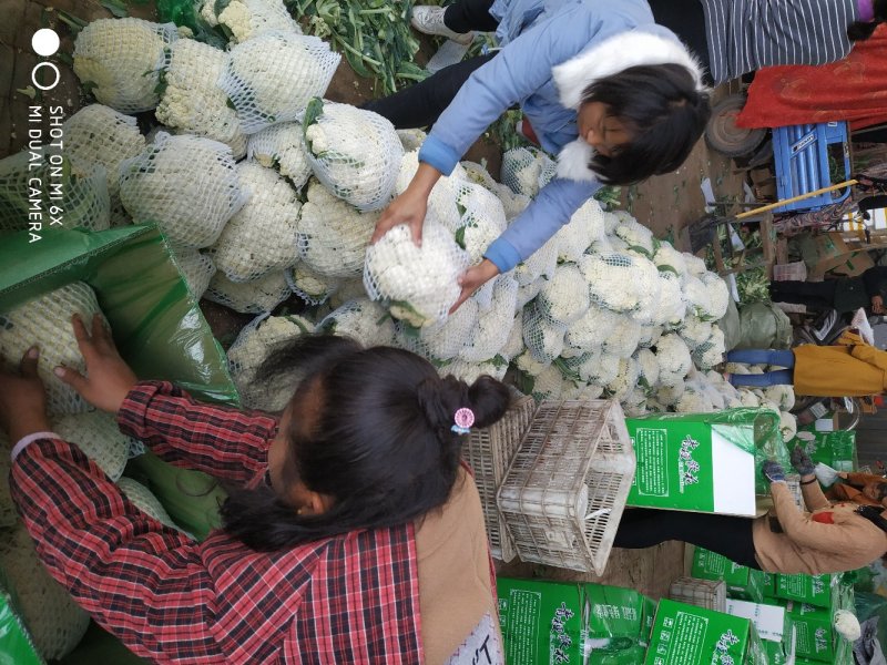 大量白菜花质量优质颜色白个头小