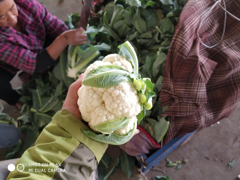 大量白菜花质量优质颜色白个头小