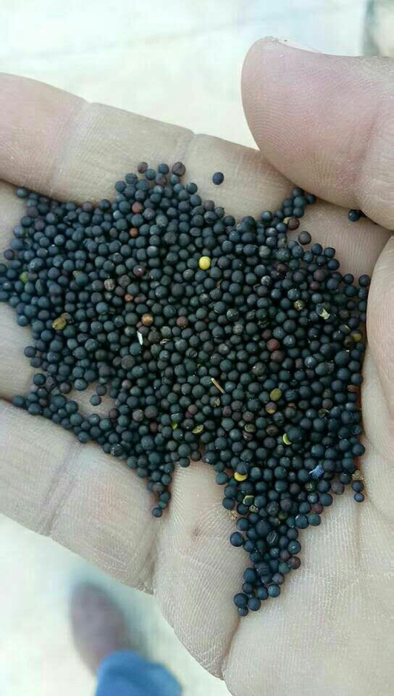 油菜籽