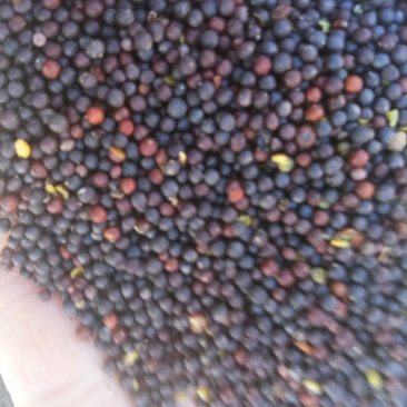 油菜籽