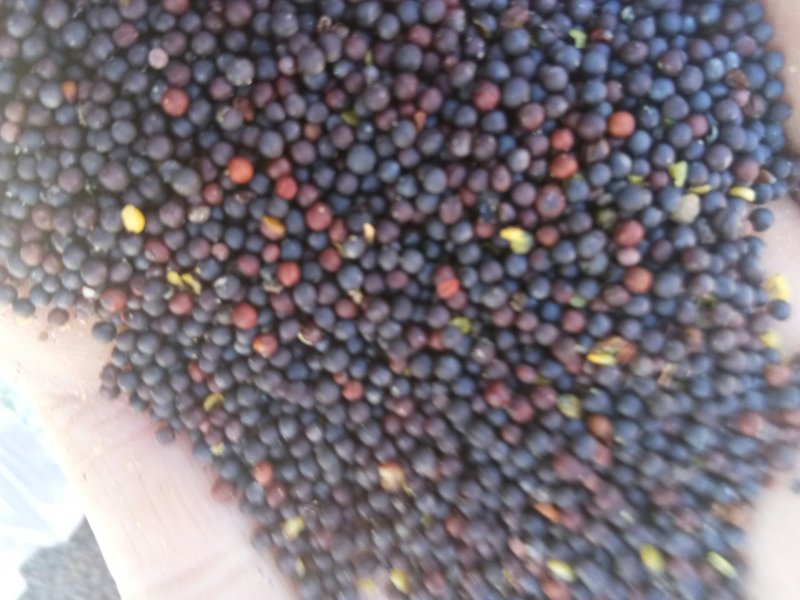 油菜籽