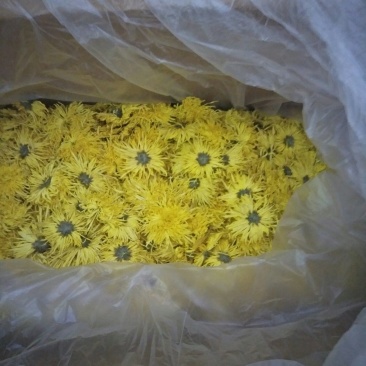 金丝皇菊花茶