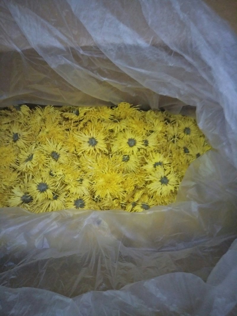 金丝皇菊花茶