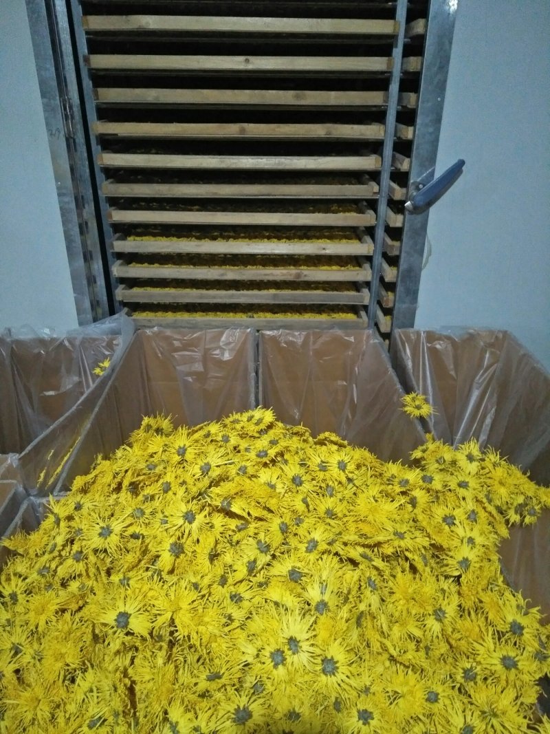 金丝皇菊花茶