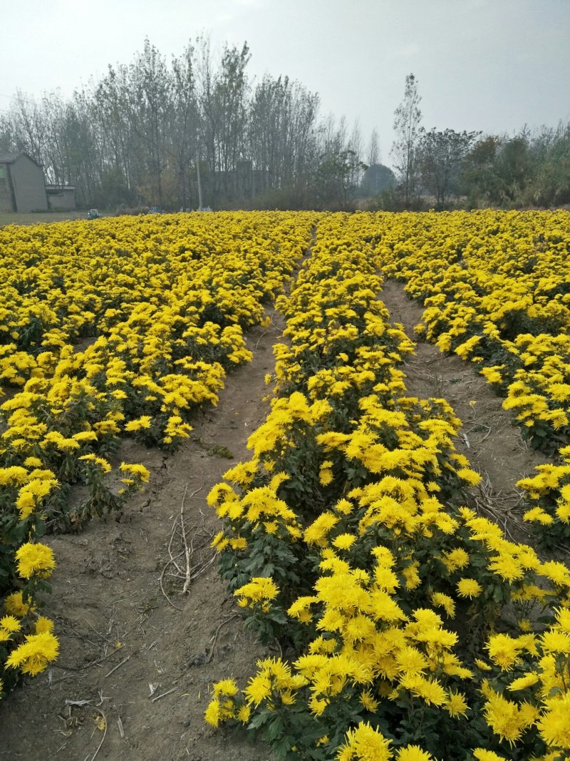 金丝皇菊花茶