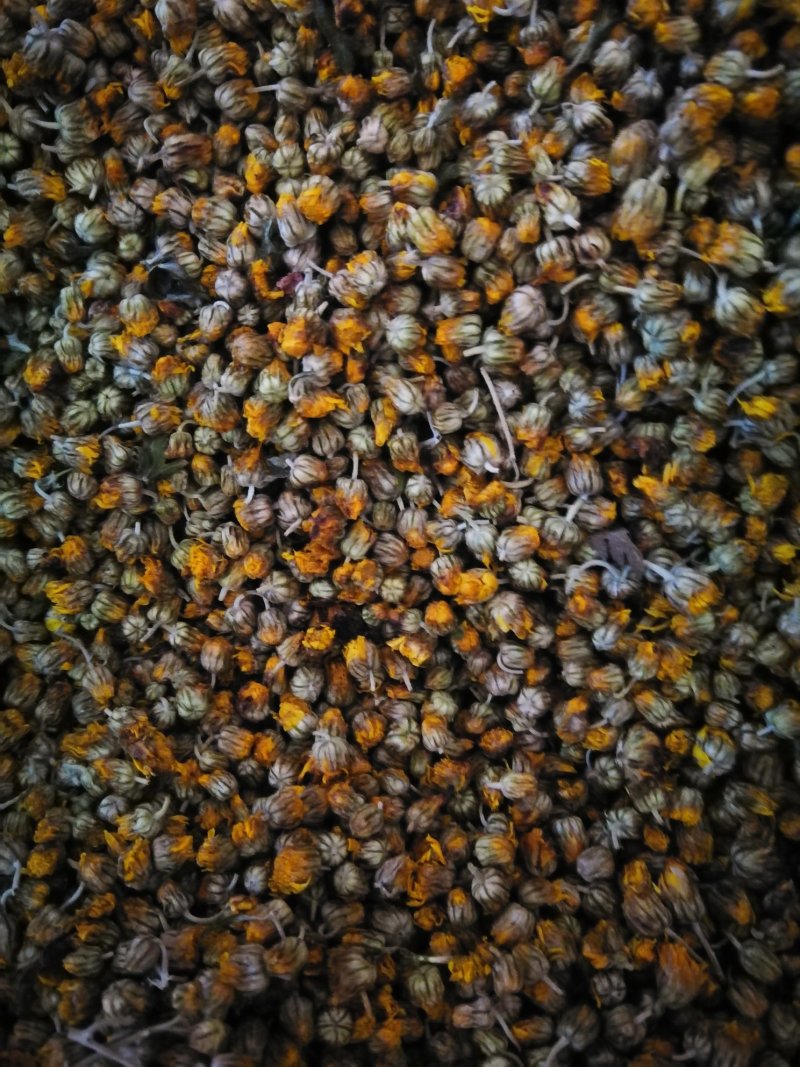 湖北野菊花
