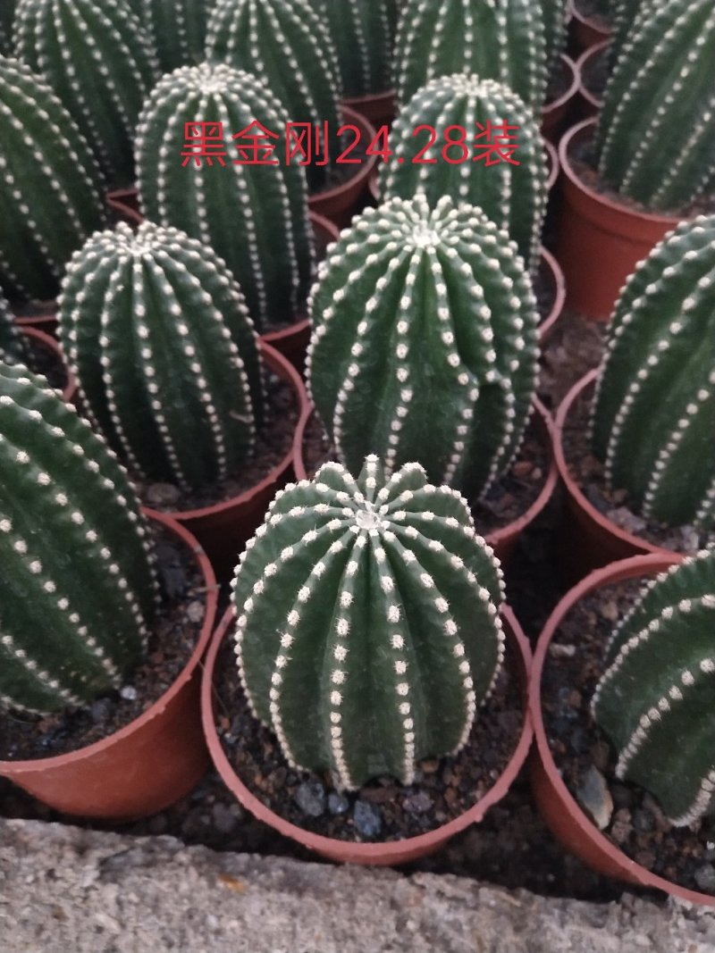 仙人球