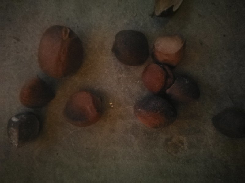 湖北省全干油茶子产地直供，出油率高