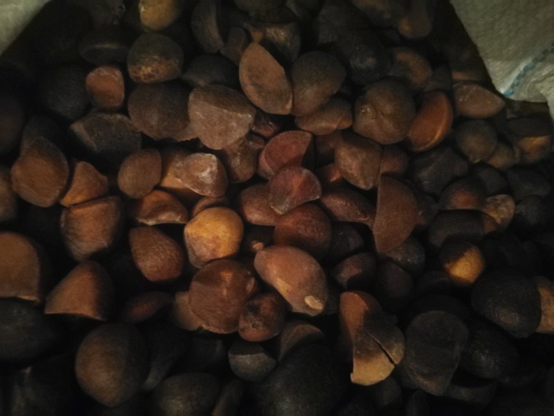 湖北省全干油茶子产地直供，出油率高