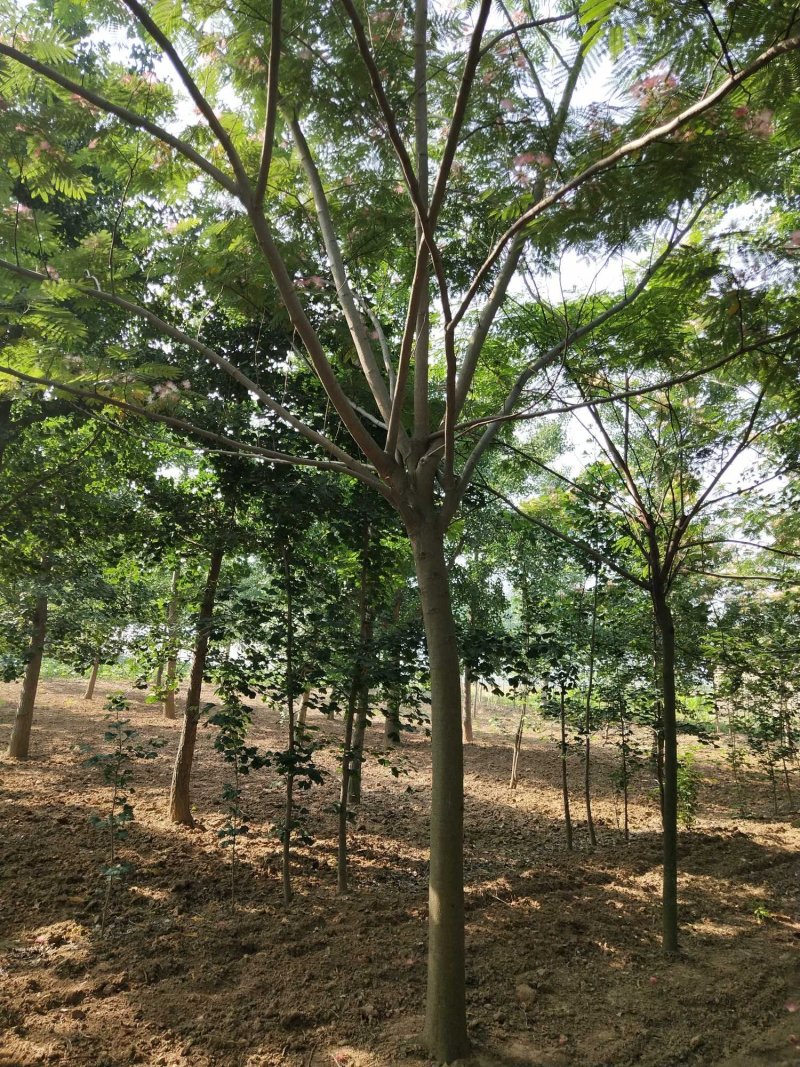 合欢树10公分12公分15公分18公分合欢苗
