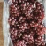 冷库巨峰葡萄请各位朋友来采购