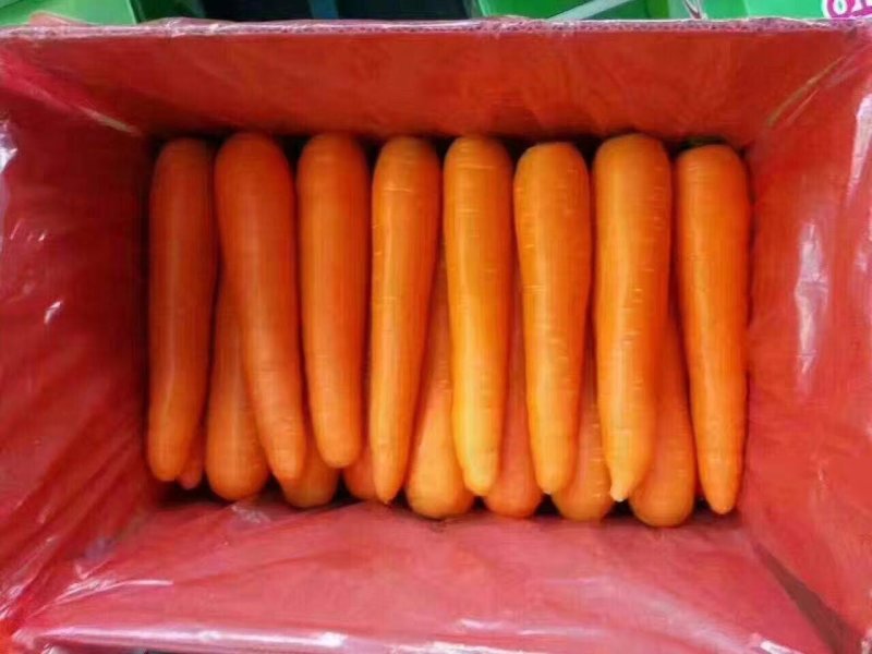 胡萝卜三两以上，大量有货