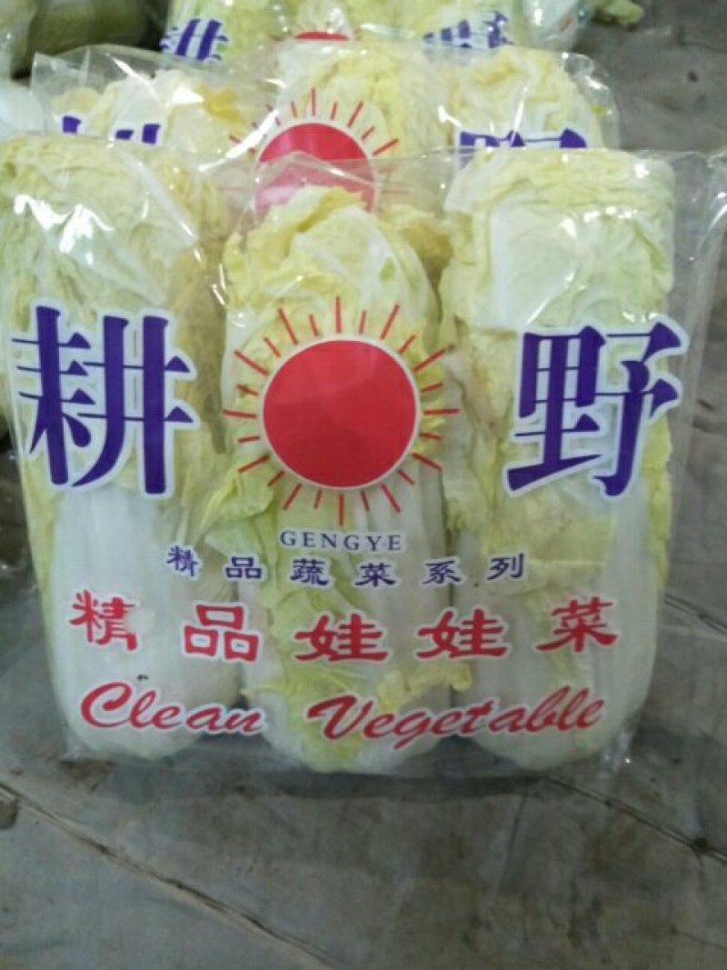 皖北基地娃娃菜精品，大娃/小娃现货供应，支持对接全国市场