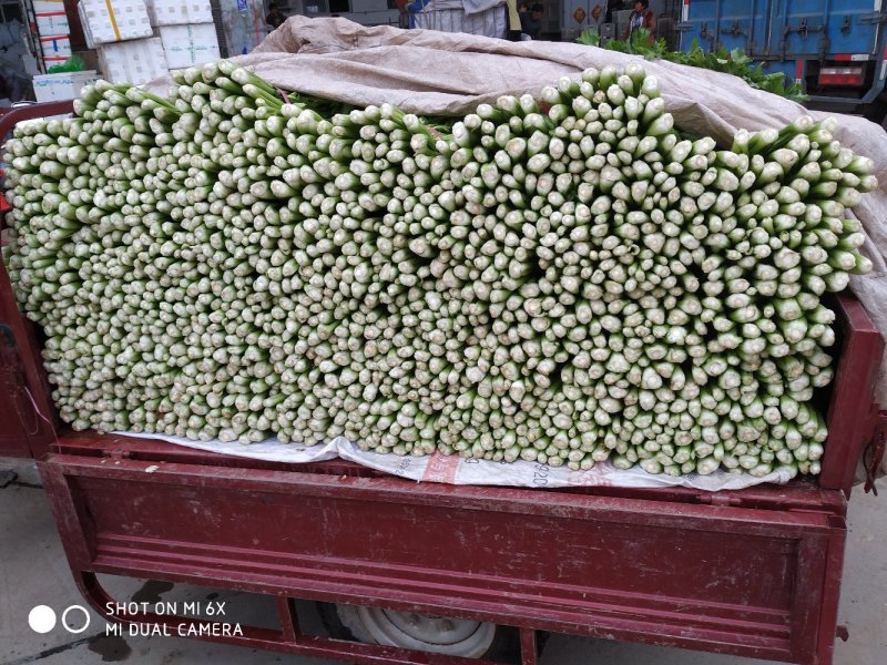 芹菜