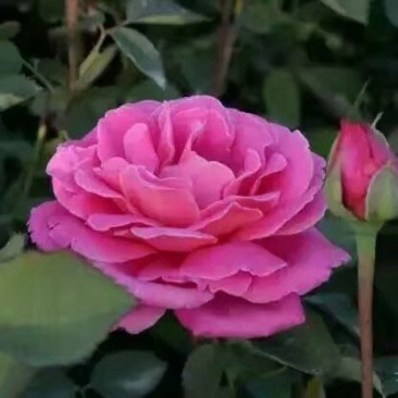月季花苗
