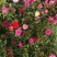 月季花苗
