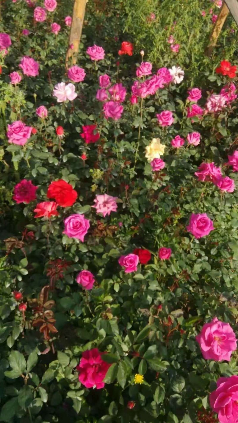 月季花苗
