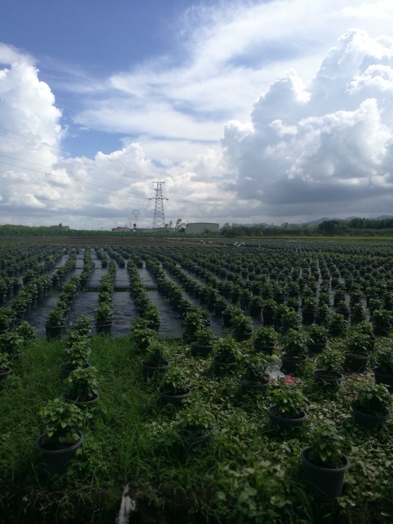 綠寶盆栽