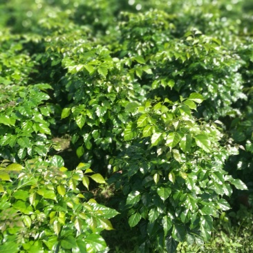 綠寶盆栽