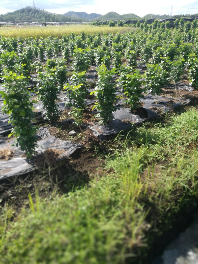 綠寶盆栽