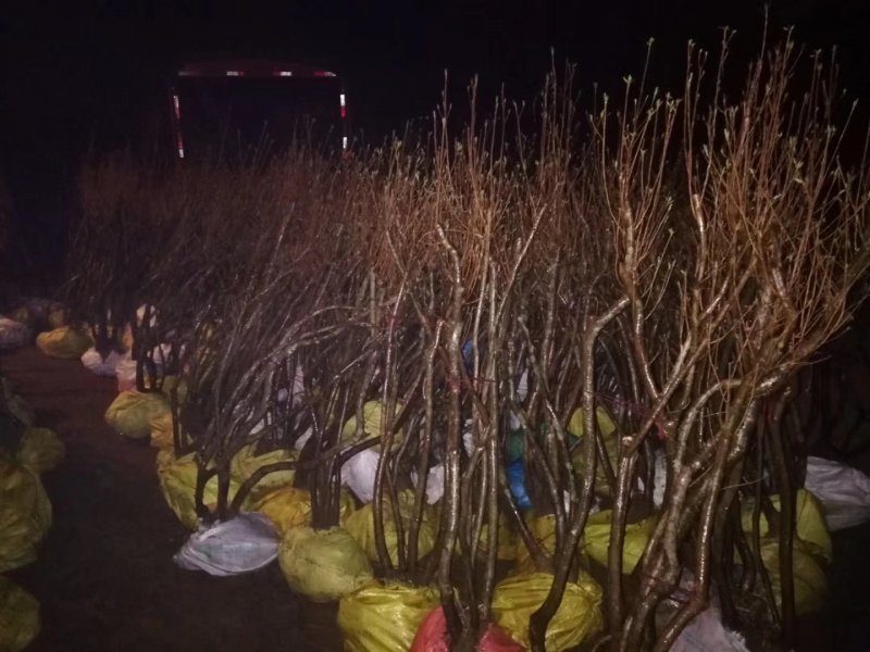 丛生熟货映山红桩头因急需用钱便宜转让