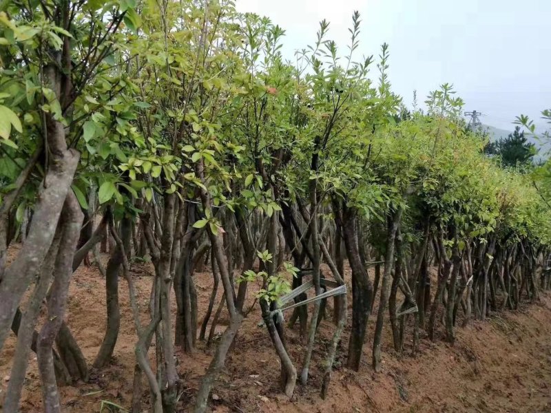 丛生熟货映山红桩头因急需用钱便宜转让