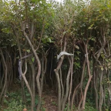 丛生熟货映山红桩头因急需用钱便宜转让
