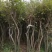丛生熟货映山红桩头因急需用钱便宜转让