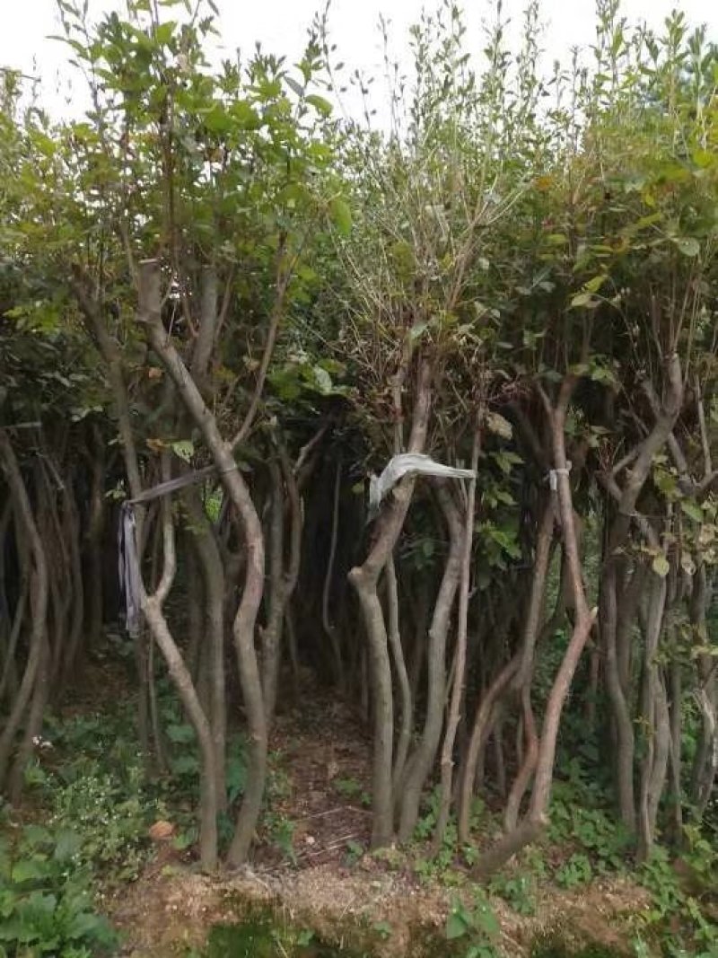 丛生熟货映山红桩头因急需用钱便宜转让