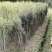 丛生熟货映山红桩头因急需用钱便宜转让
