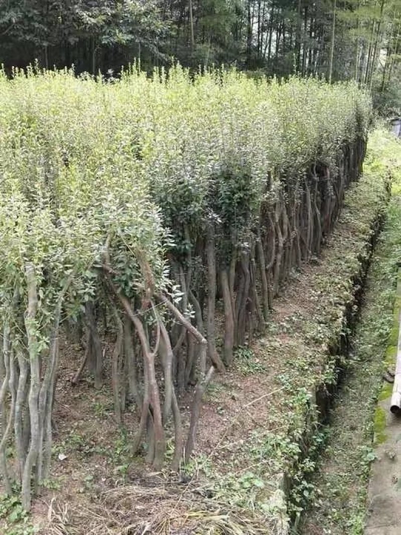 丛生熟货映山红桩头因急需用钱便宜转让