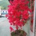 丛生熟货映山红桩头因急需用钱便宜转让